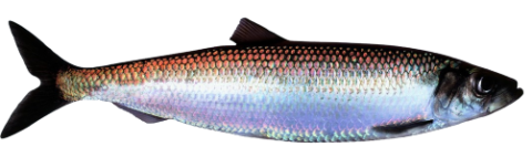 竹荚鱼 - Prima Seafood