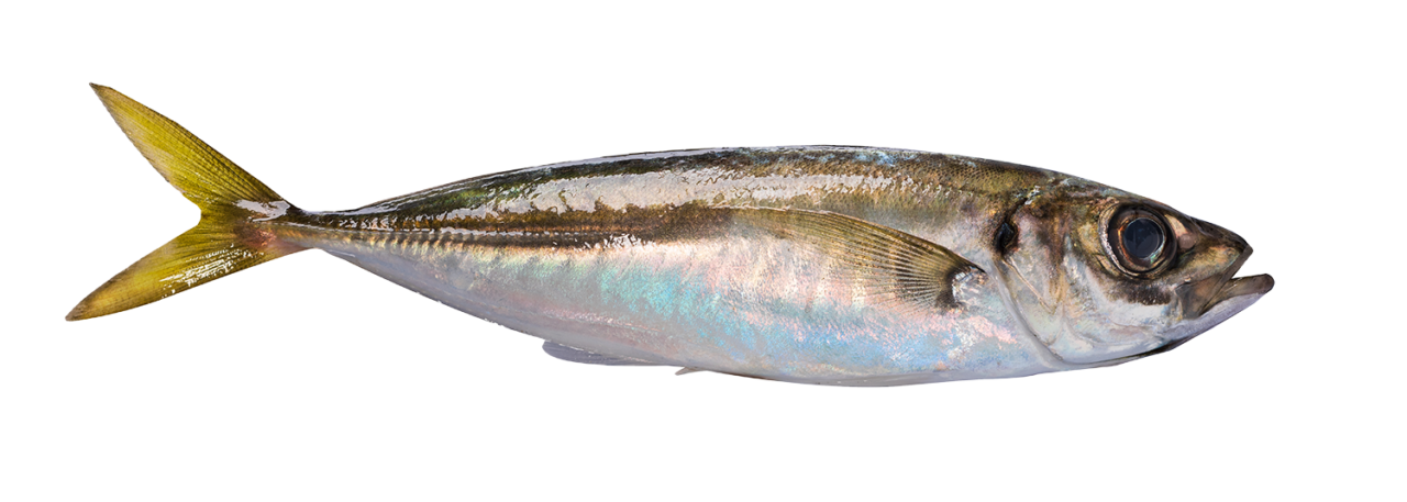 竹荚鱼 - Prima Seafood